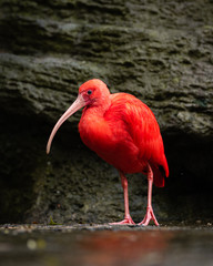 Close up portrait of a vibrant scarlet ibis - Trinidads national bird  