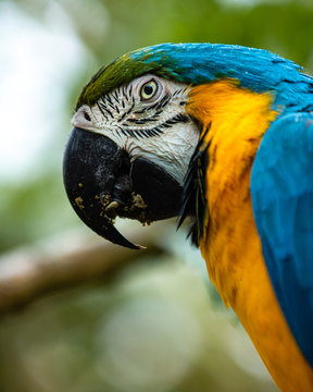 Close up portrait of a blue and gild macaw. 