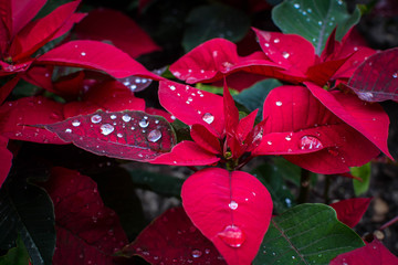 Beautiful water drops on red poinsettias 