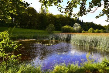 pond in the park