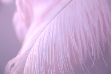 Delicate background with pink ostrich feather in light blur