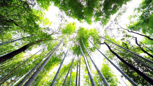Kyoto, Japan low angle view up panning 360 roll of Arashiyama bamboo forest grove canopy park pattern of many plants on spring day with green foliage color 