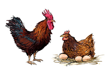 Rooster and chicken