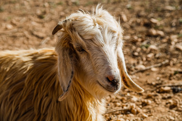 Obraz premium Image of close up view of goat in nature in Morocco.