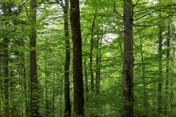 landscape of a dense and lush forest of an intense green