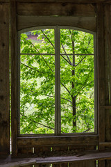 wooden windows from which you can see a forest of abundant vegetation and intense green