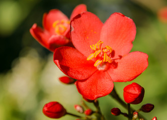 Tropical  flower, Fiji