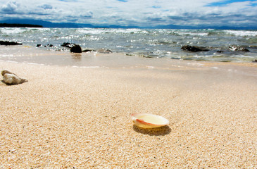 Seashell on beach, Beachcomber Island Fiji