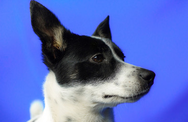 Naklejka na ściany i meble Portrait of a dog on a blue simple isolated background with a copy space, profile basenji
