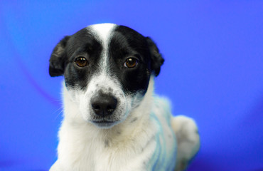 Portrait of a naughty and guilty dog on a blue simple isolated background with a copy space, basenji