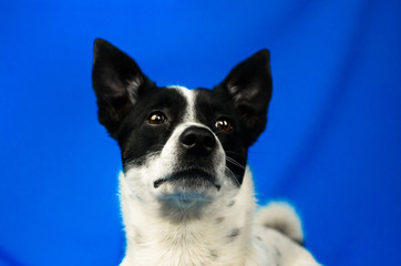Close-up portrait of a dog on a blue simple isolated background with copy space, basenji