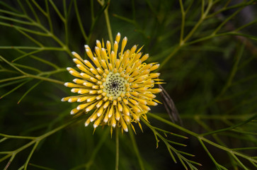 Broad-Leaved drumsticks flower in the forest	