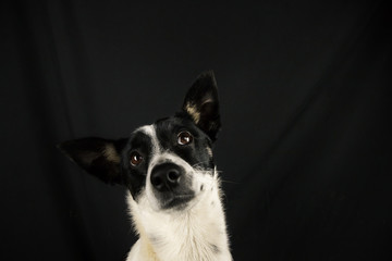 Basenji dog portrait on a simple black isolated background with a copy space