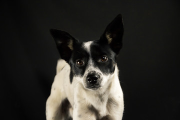 Naklejka na ściany i meble Basenji dog portrait on a simple black isolated background with a copy space