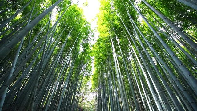 Kyoto, Japan low angle view vertical panning walking in Arashiyama bamboo forest grove canopy park pattern of many plants on spring day with green foliage color 