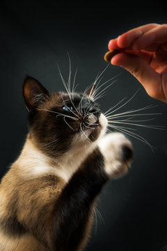 Siamese cat asks to eat on a simple black isolated background with a copy space