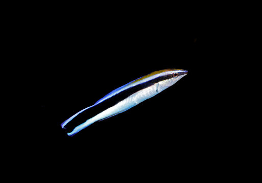 Bluestreak cleaner wrasse - Labroides dimidiatus