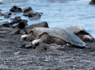 Turtle on the beach, Oahu Hawaii
