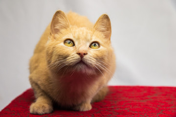 Little fluffy ginger kitten sitting on a Soviet pillow, portrait on an isolated gray background