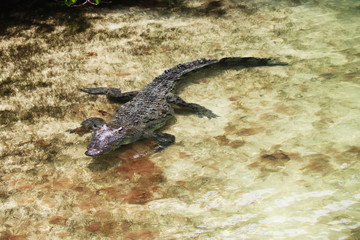 cocodrilo 6