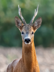 Naklejka na ściany i meble European western roe deer (Capreolus capreolus).