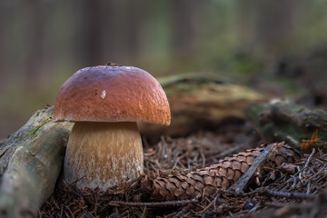 Mushroom (Boletus edulis) growing in forest.