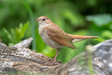Male Common nightingale (Luscinia megarhynchos) sits on a branch.