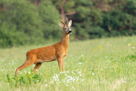 European western roe deer (Capreolus capreolus).