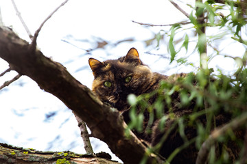 The cat hid in a tree and peeps out from behind the leaves