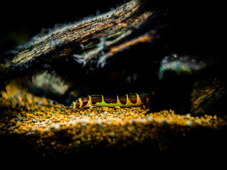 Kuhli loach (Pangio kuhlii) in a fish tank with blurred background