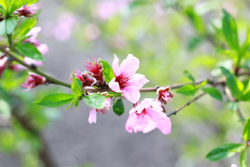 pink flowers of a flowering peach tree