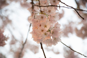 Cherry Blossoms on a Branch