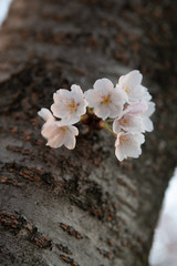 Cherry Blossoms with Tree Trunk