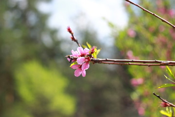 flowering of a peach tree	