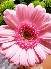 pink gerbera on green background