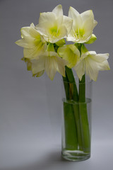 Close up white hippeastrum flowers in vase isolate on a light gray background, greeting card or concept