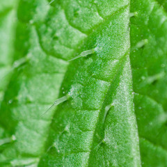 Obraz premium Macro close up of a stinging nettle leaf