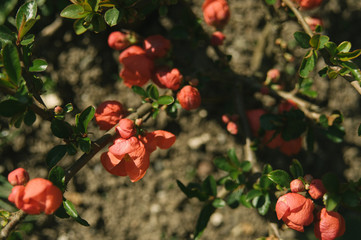 Spring in the garden