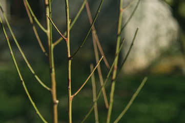 Spring in the garden