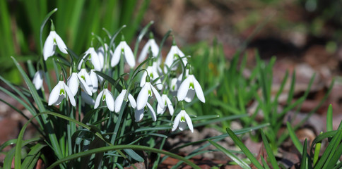 First beautiful snowdrops in spring. First spring flowers, snowdrops in garden, sunlight