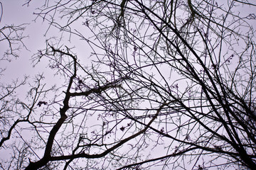 Tree branches and the sky from below in Weissensee Jewish Cemetery in Berlin Germany