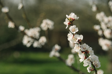 Spring in the garden