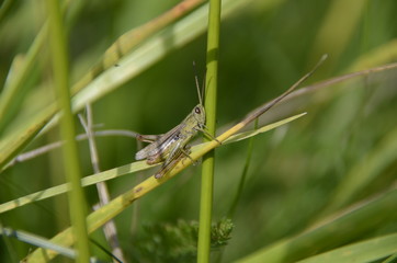 grasshopper