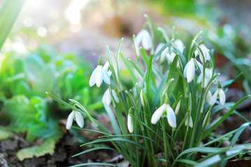 First beautiful snowdrops in spring. First spring flowers, snowdrops in garden, sunlight