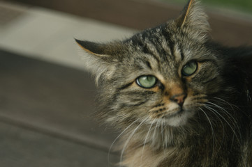 Spring in the garden