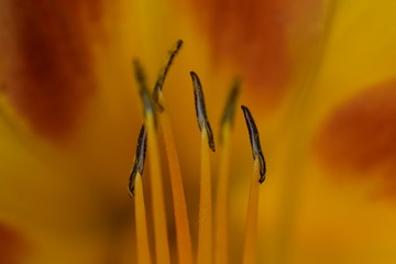 Lilien - Blüte - Großaufnahme, gelb orange, im Blumenbeet