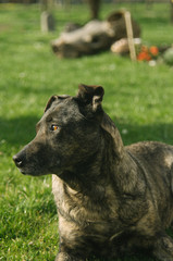 Naklejka premium Spring in the garden