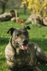 Spring in the garden