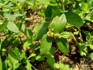 Close up Euphorbia hirta (Garden spurge, Asthma weed, Snake weed, Milkweeds). Showing round tuft of...