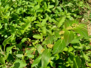 Close up Euphorbia hirta (Garden spurge, Asthma weed, Snake weed, Milkweeds). Showing round tuft of small flowers, green magenta, clinging on long stalk which covered by soft spiky.